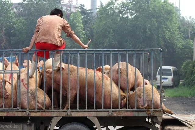 猪价8连跌,北方跌破7元,旺季不旺,养猪人深亏,中秋能涨吗?