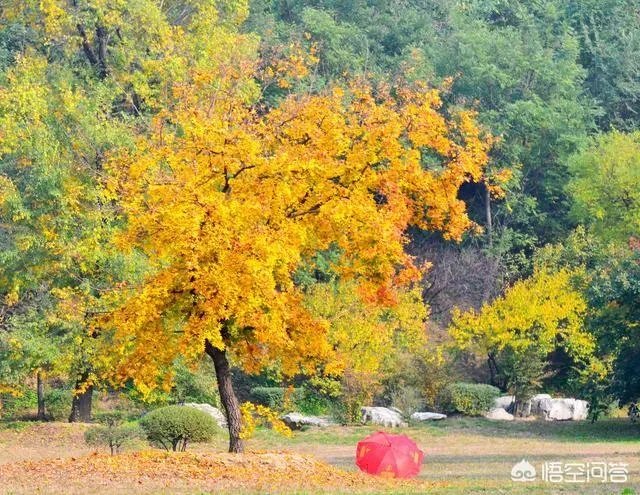 上联：春意盎然，夏至未至，如何对下联？