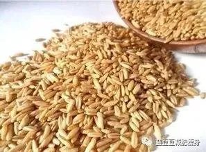 大麦和元麦有什么区别?