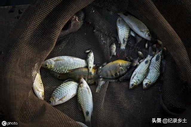 池塘里没有放鱼,但是过一段时间有小鱼了,是怎么产生的呢?
