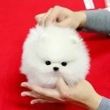 怎样养宠物狗?