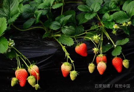 草莓音乐节每年举办的地方都不一样的吗？