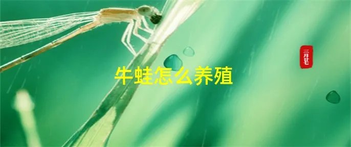 牛蛙怎么养殖
