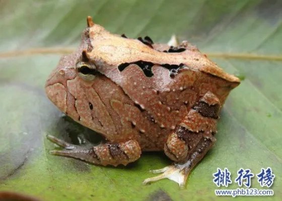 世界上最猛的青蛙,苏里南角蛙(外形很萌实际很很猛)