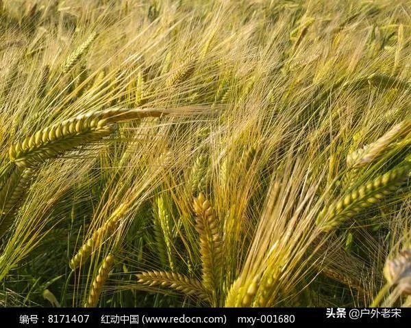 大麦和元麦有什么区别?