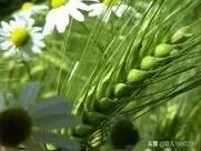 大麦和元麦有什么区别?