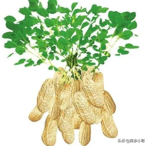 最大的花生品种