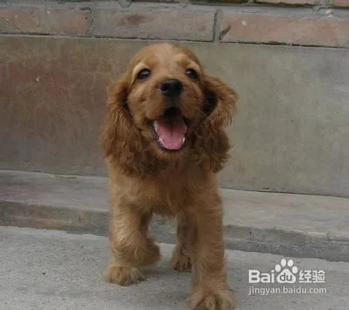 可卡好养吗?