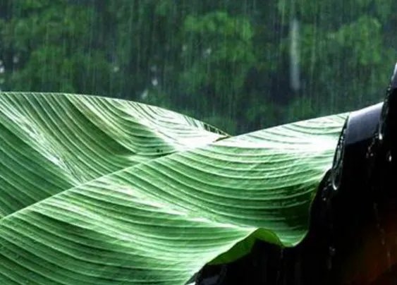 雨打芭蕉是我国哪个地方的音乐代表
