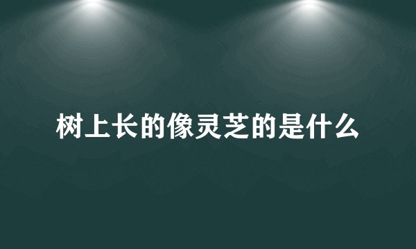 树上长的像灵芝的是什么