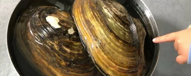 河蚌怎么洗干净又好吃
