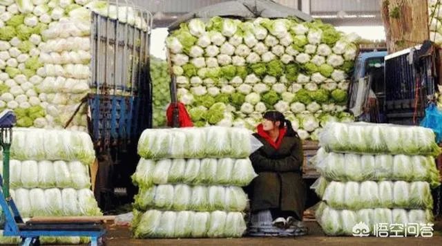 2018年白菜价格低吗?明年春季栽白菜能行吗?