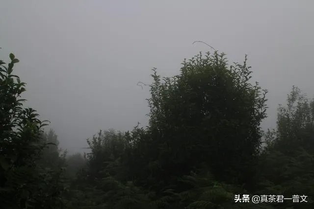 请你介绍几种临沧的古树茶?