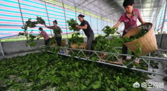 是自己养蚕好,还是成立合作社养蚕好?
