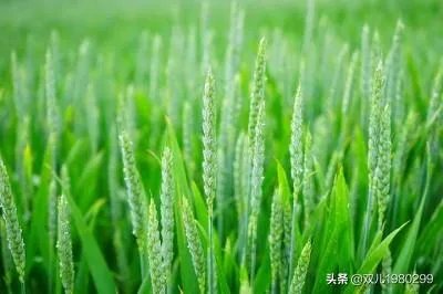 大麦和元麦有什么区别?