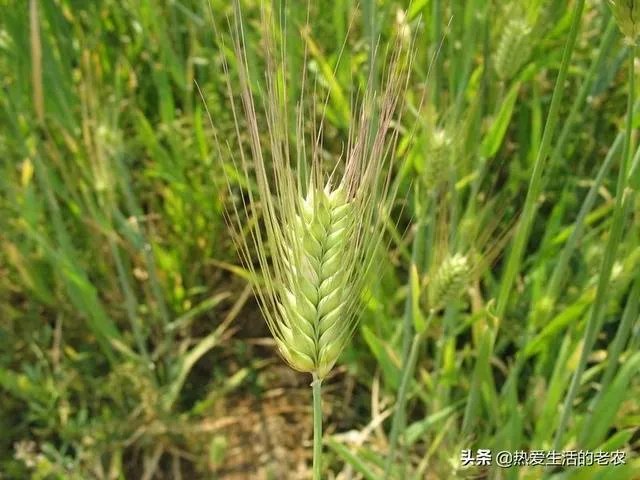 大麦和元麦有什么区别?