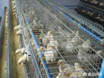 养殖小鸡为什么经常被踩死，拧断脖子呢？养殖密度到底是多少个一平方较为较为适宜呢？