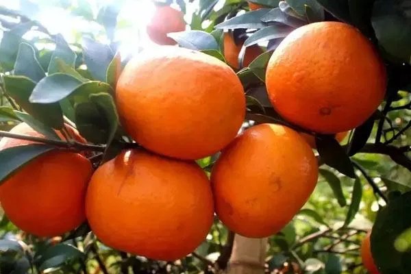 沃柑浸抑菌药后直接上市,这样的沃柑还能食用吗?