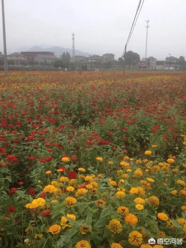 农村租地一亩地租金600,农民觉得划算吗?愿意租吗?