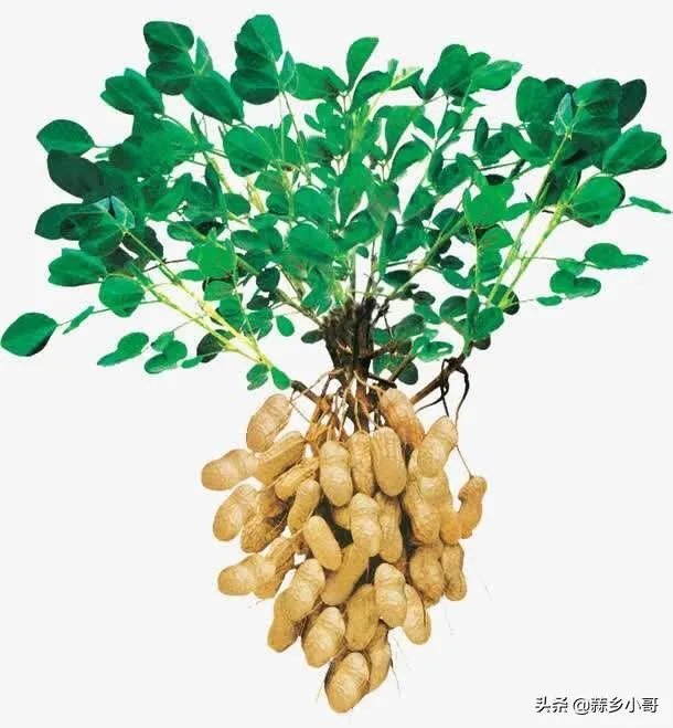 最大的花生品种