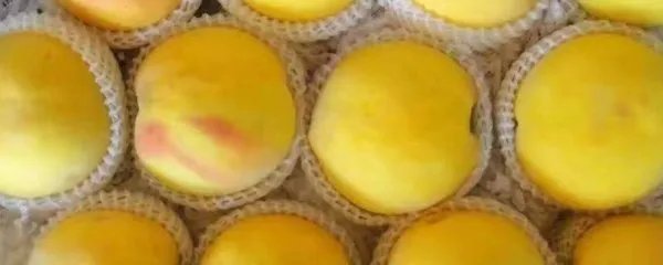 锦绣黄桃产地哪里
