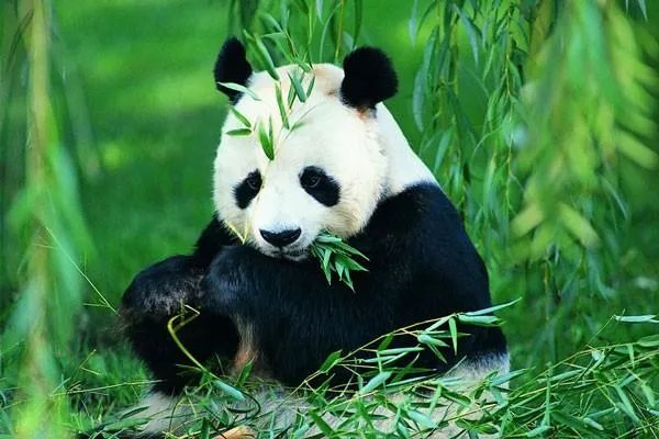 海归大熊猫“贝贝”入住新家，其他海外的大熊猫是否也有机会回家呢？