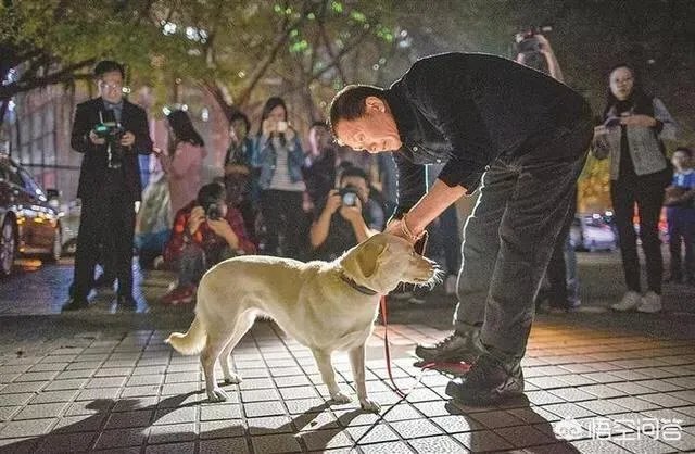 宠物狗不牵绳追撵9岁男童,深圳犬主被罚款500元, 你怎么看?