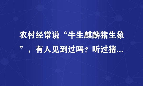 农村经常说“牛生麒麟猪生象”，有人见到过吗？听过猪生“象”，那牛能生“麒麟”吗？