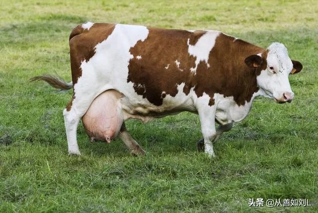为什么要在奶牛身上挖个洞,还常常伸手去掏?难道它们不会痛吗?