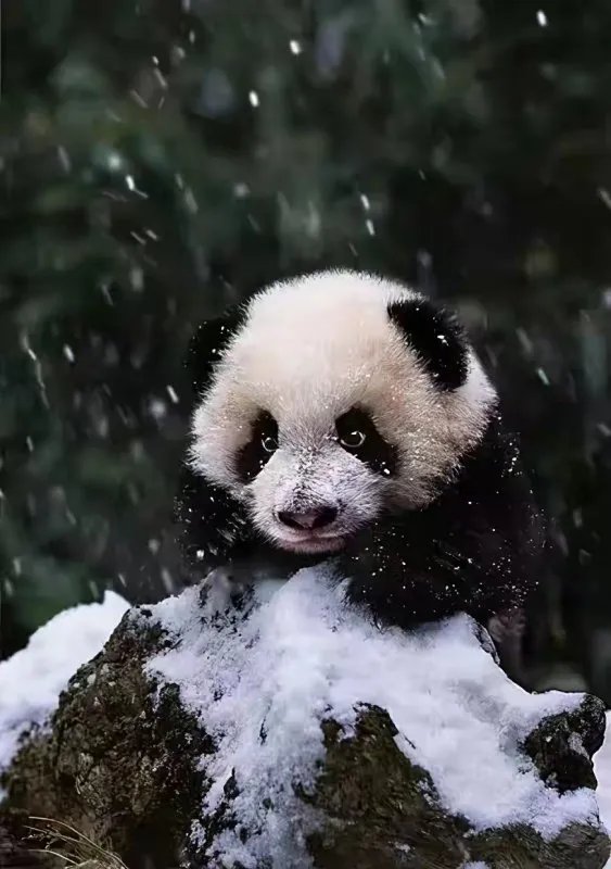 没有腰的大熊猫会长什么样子?