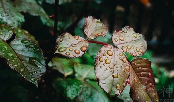 中秋节下雨意味着什么