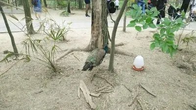 如何看待孔雀遭游客拔毛?