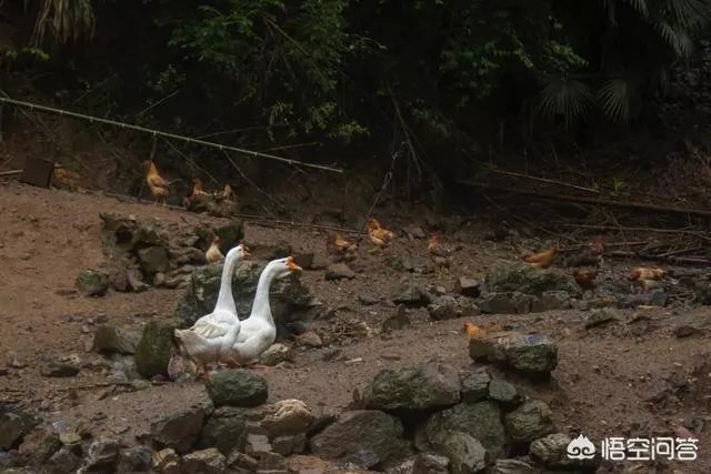 一个初入养殖行业新手,怎样更好的进行柴鸡养殖?需要注意什么?