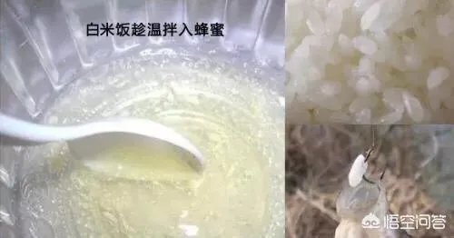 用剩下的大米饭如何能做出来鱼诱饵?