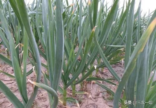大蒜降价了