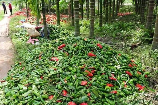 湖南人年均消费辣椒100斤,全国哪个省的人最能吃辣椒?
