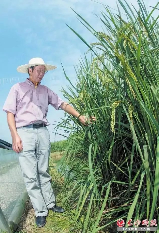 袁隆平有哪些贡献?