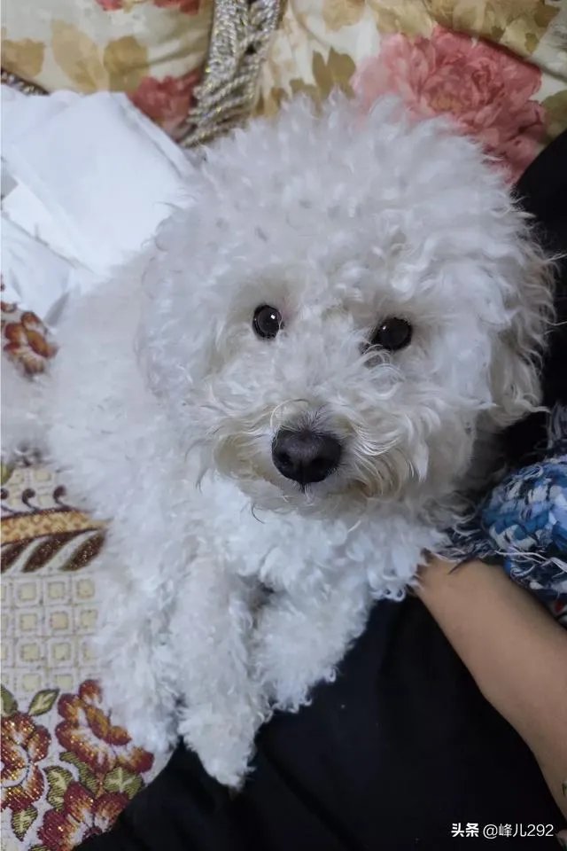 你跟宠物在一起最开心的事是什么?