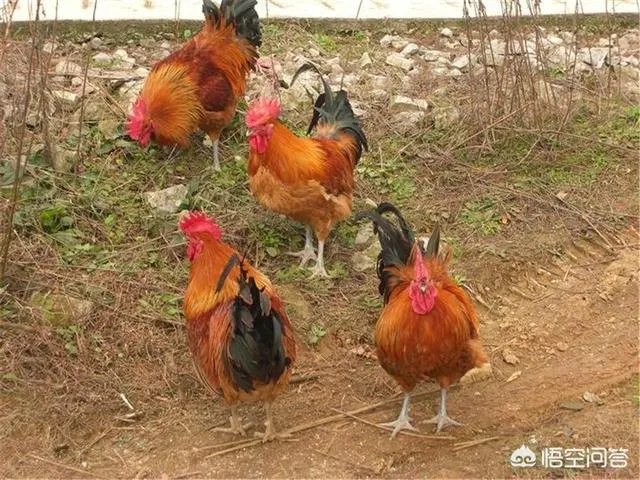 一个初入养殖行业新手,怎样更好的进行柴鸡养殖?需要注意什么?