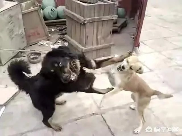 土狗能打的过比特犬吗?