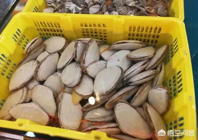 长乐漳港码头每天什么时间可以买到海鲜?