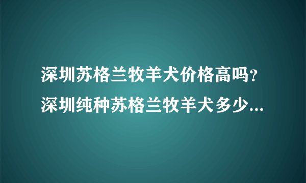 深圳苏格兰牧羊犬价格高吗？深圳纯种苏格兰牧羊犬多少钱一只？