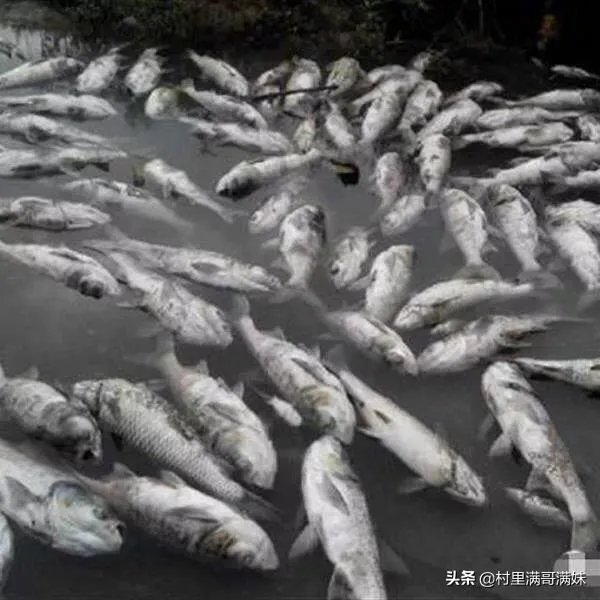 池塘里没有放鱼,但是过一段时间有小鱼了,是怎么产生的呢?