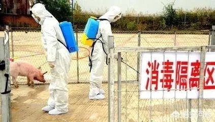 2月18日广西北海发生非洲猪瘟疫情,对猪价有什么影响?是否打击补栏信心?