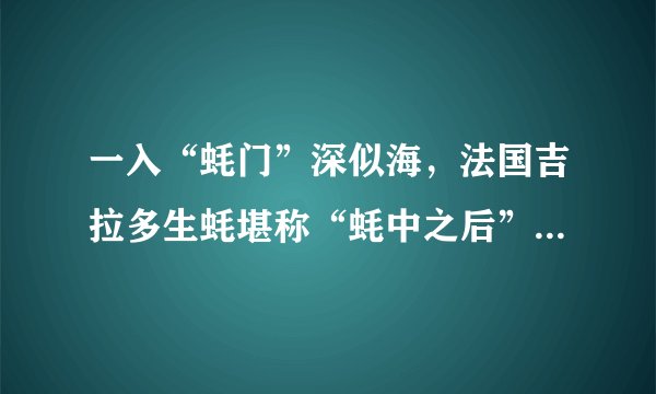 一入“蚝门”深似海，法国吉拉多生蚝堪称“蚝中之后”，“蚝”气十足