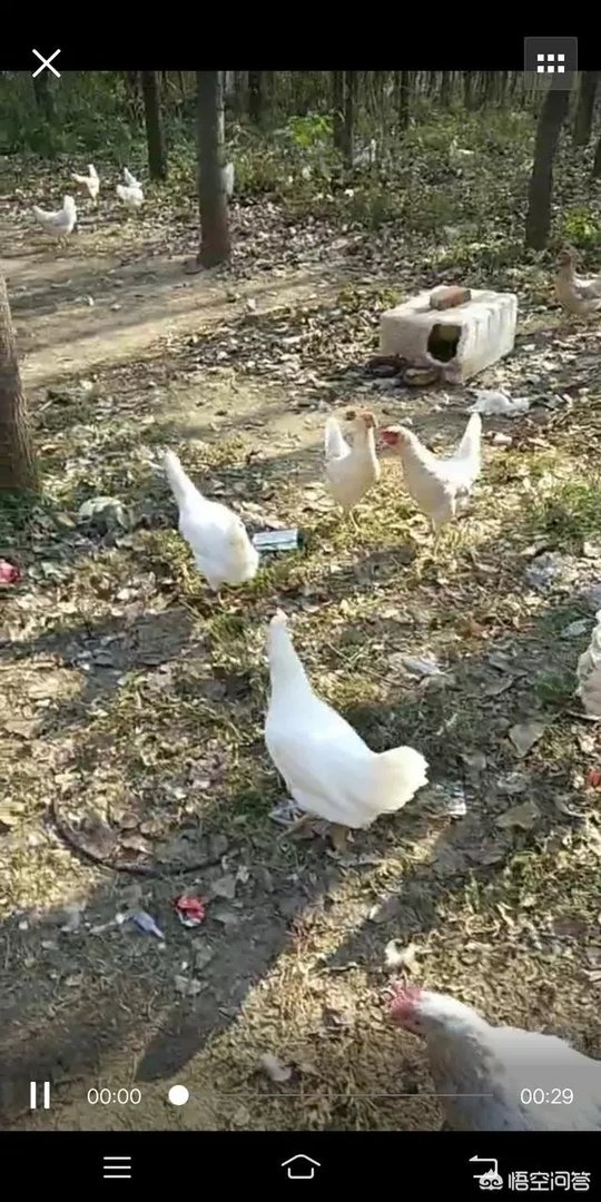 一个初入养殖行业新手，怎样更好的进行柴鸡养殖？需要注意什么？