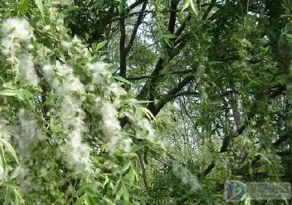 随风飘扬白色柳絮是柳树的什么