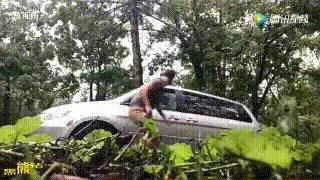 一掌拍碎钢化玻璃的野生东北虎，有多可怕？