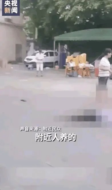 为什么佛山88岁老人被狗绊倒家属不追责?如何去理解这种做法?
