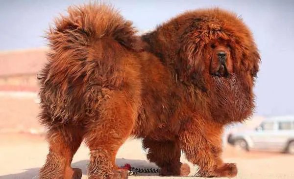 比特犬和藏獒犬哪个更厉害?